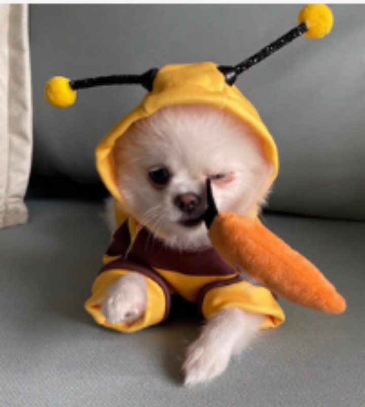 Dog Toys — Product / Dog Cloth, image 43